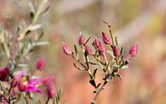 Krameria erecta, Littleleaf Ratany, Southwest Desert Flora